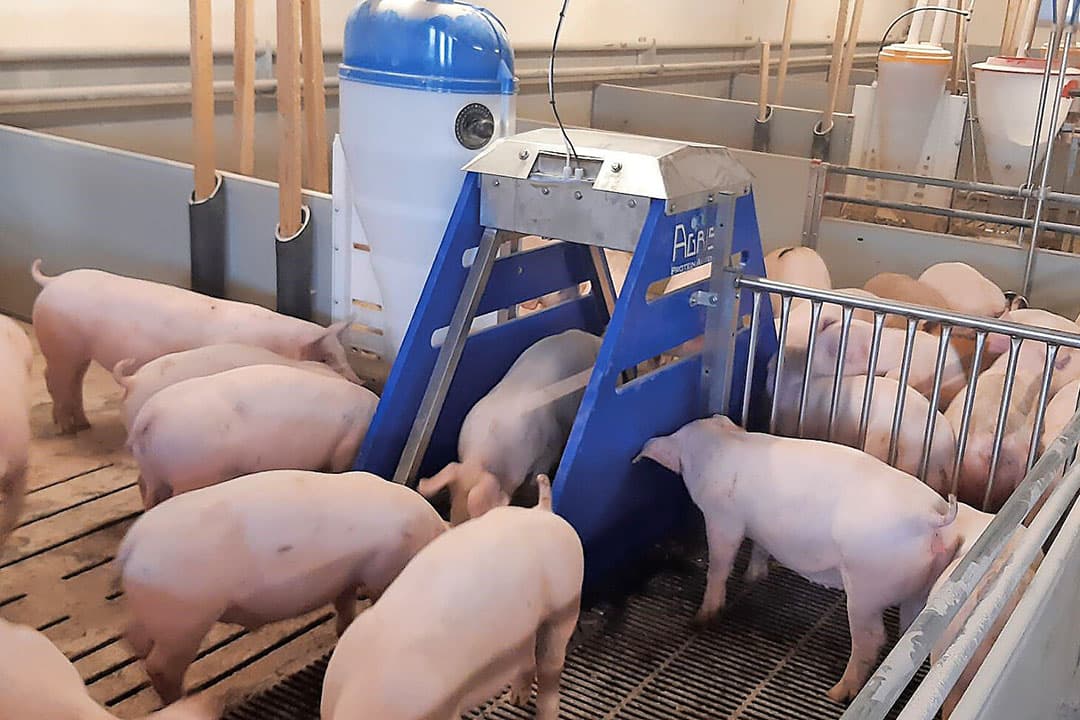 De AutoPig weegunit is koppelbaar aan de voercomputer en watermeters voor uitgebreide monitoring van gespeende biggen en vleesvarkens. - Foto: Agrisys