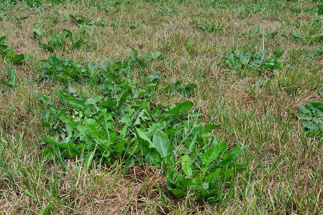 Door nu te handelen voorkomt u dat onkruid in grasland volgend voorjaar nutriënten en vocht gebruikt die beter door het gras benut hadden kunnen worden. -  Foto: Corteva Agriscience