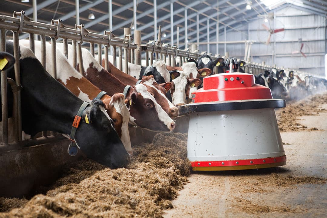De vreetsnelheid aan het voerhek en het liggedrag hebben grote invloed op de werking van de koeienpens. - Foto: Lallemand