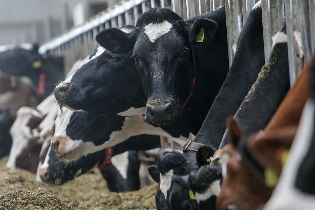 Levende gisten zijn een turbo voor het fermentatieproces in de koeienpens. Dat leidt tot meer melk uit dezelfde hoeveelheid voer. - Foto: Lallemand