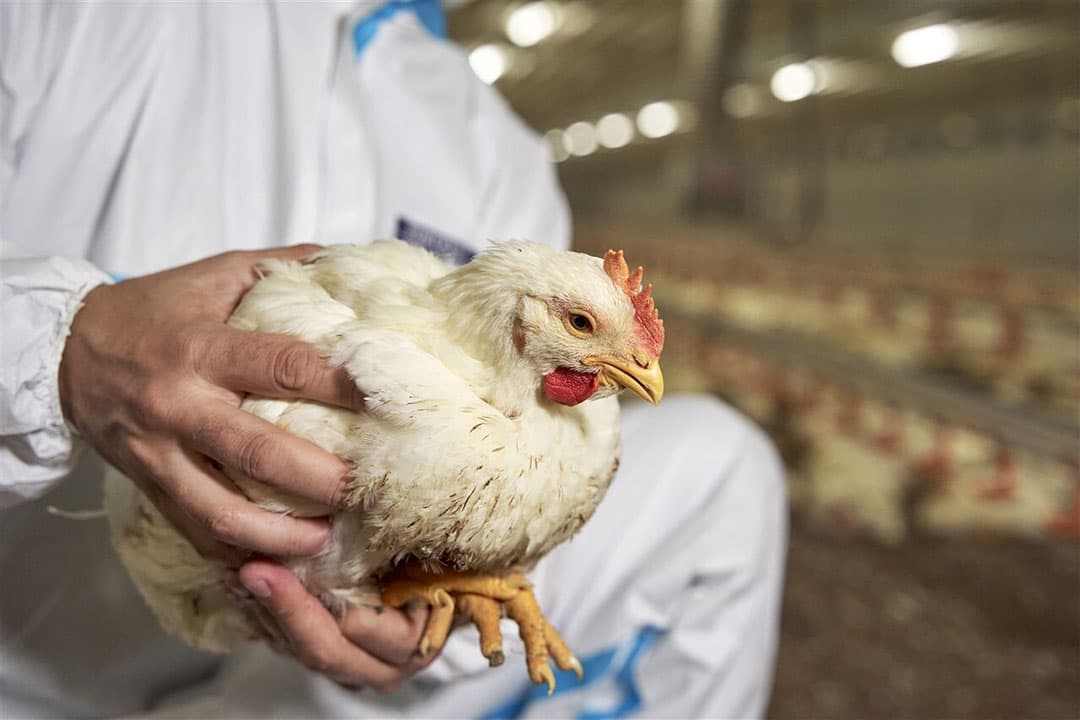 Pluimvee op een Spaans pluimveebedrijf. Een medewerker van een pluimveebedrijf in de Spaanse provincie Guadalajara is ziek geworden na blootstelling aan vogelgriep. - Foto: ANP