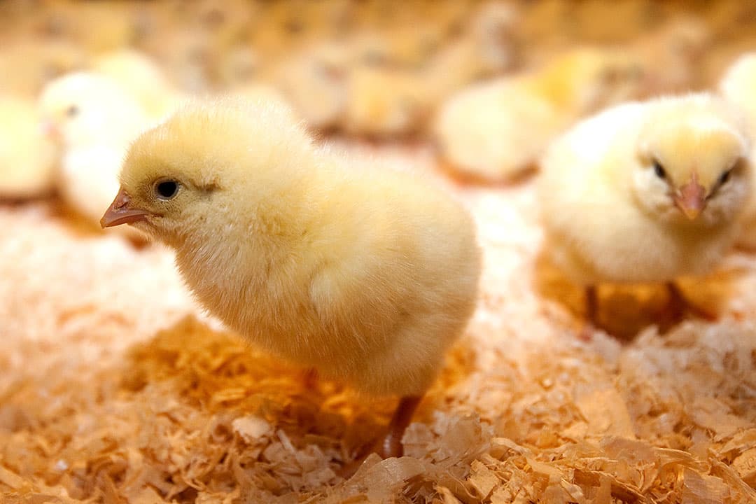 De Franse eiersector heeft tientallen miljoenen geïnvesteerd in de omschakeling van legbatterijen naar scharrel of vrije uitloop. - Foto: Ronald Hissink