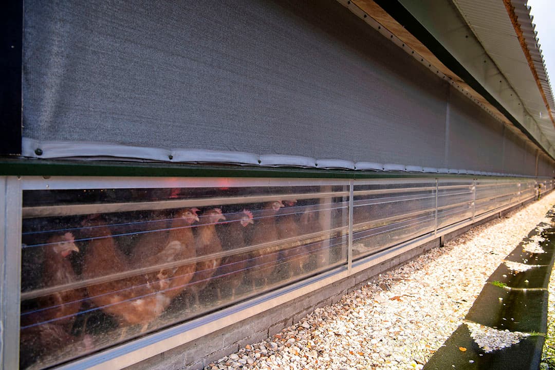 Windbreekgaas voor de luchtinlaten kan het risico beperken op besmetting met het vogelgriepvirus via de lucht.