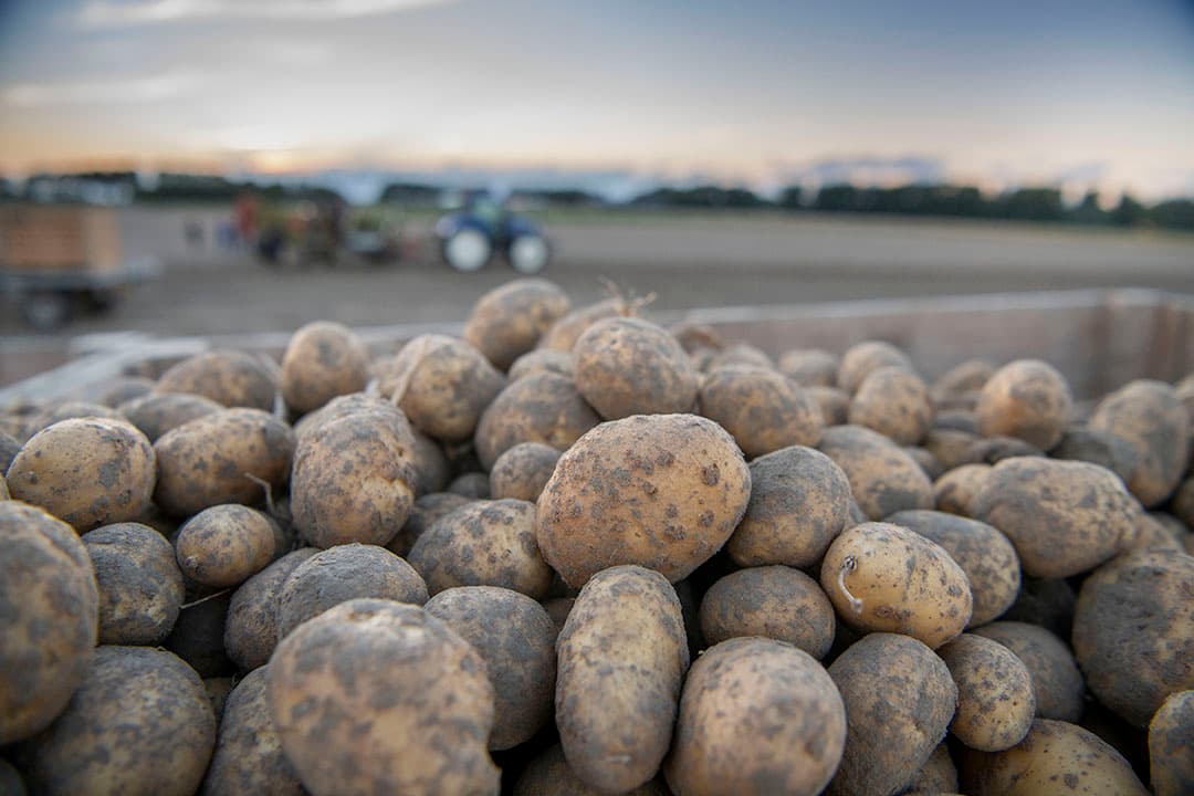 De winststijging van HZPC wordt ook veroorzaakt doordat de vermarkting van pootaardappelen een stuk beter liep dan in 2020-'21. Foto: Mark Pasveer