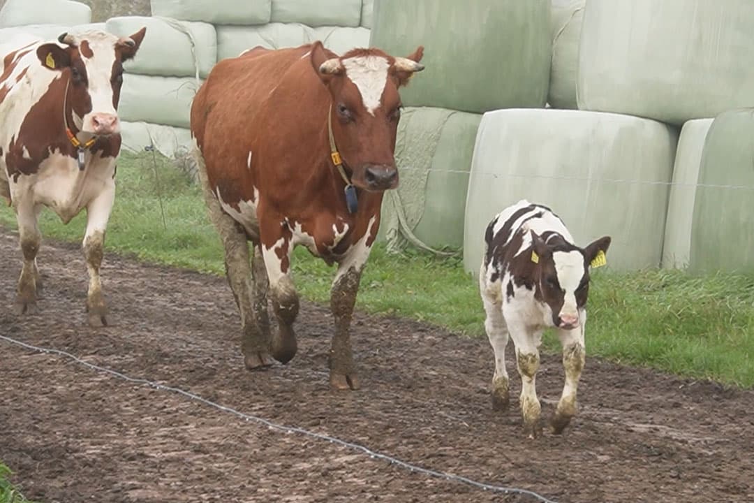 Foto: Hessel Broekhuis