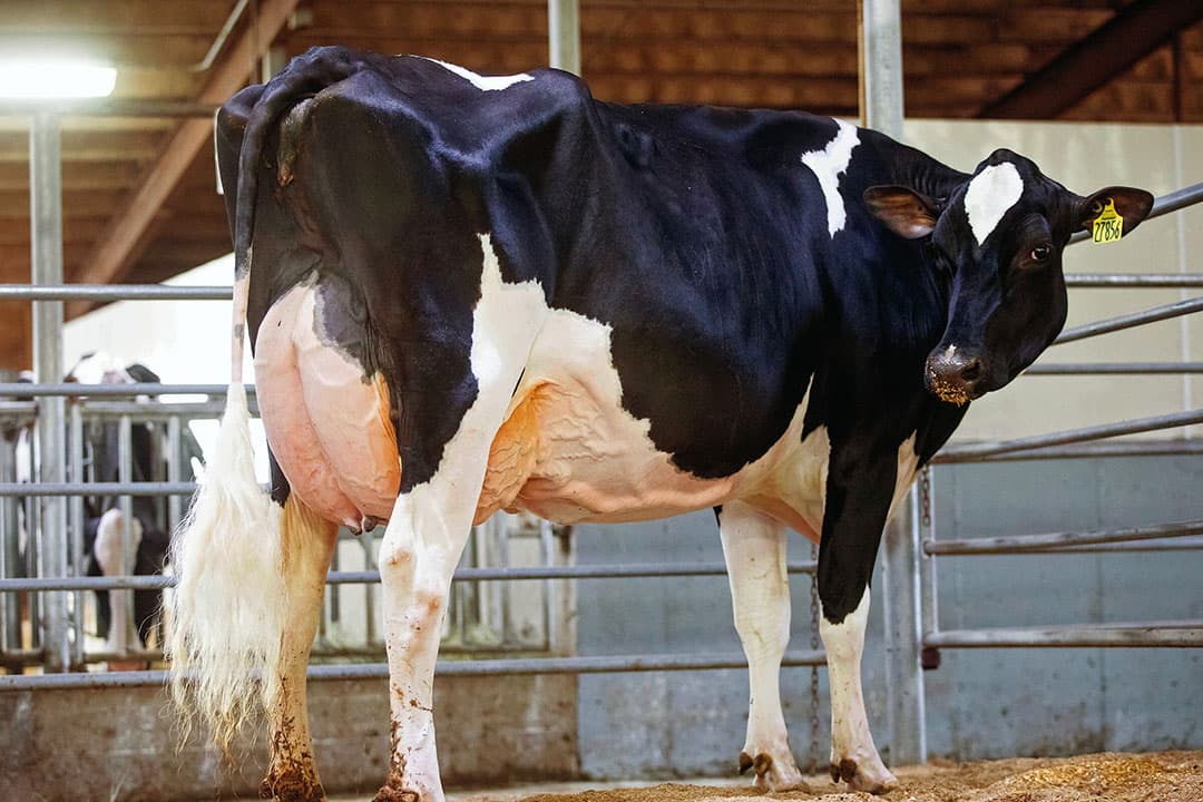 De moeder van Penrose is de vijfjarige Lamdba Paris (Ex-91). Zij is fraai, vruchtbaar, productief en heeft een hoge index. - Foto: Siemens Holsteins