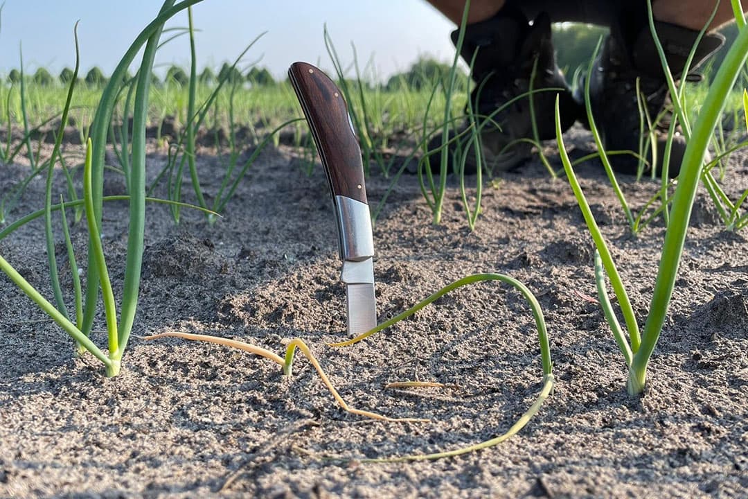 Uitval van uienplanten door de uienvlieg. - Foto's: De Groene Vlieg