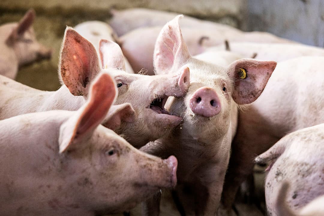 Opfokzeugen op een Deens nucleusbedrijf. Dit is dus een rood bedrijf dat gegarandeerd vrij is van een aantal ziektekiemen en parasieten. Daar wordt door een externe dierenarts op gecontroleerd.  -