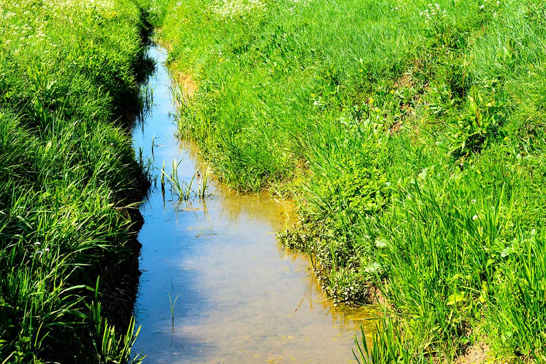 Er is sprake van een verbetering van de de droogtesituatie in Nederland. - Foto: Canva