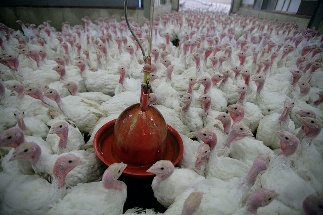 Voer de zware kalkoenenrassen met meelvoer, waardoor de vertering beter wordt (minder antibioticagebruik) en de groei wat afneemt. – Foto: Koos Groenewold