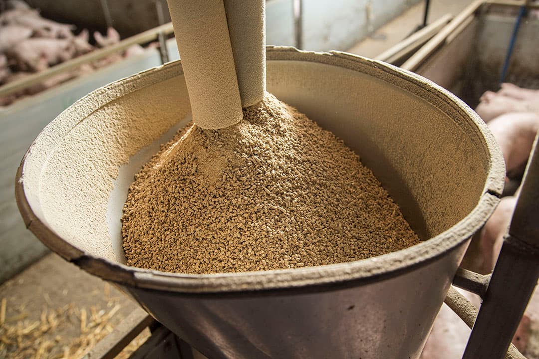 Wat kun je als varkenshouder doen om de nadelige effecten van voerwisselingen op het voorkomen van PIA zoveel mogelijk te beperken?