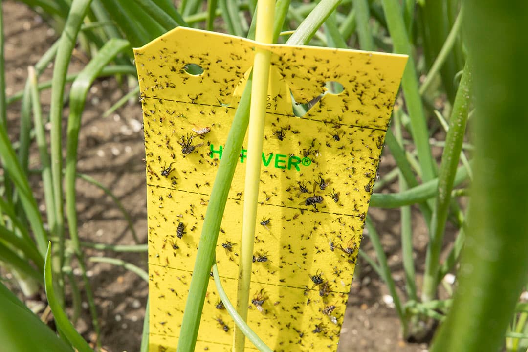 Een insectenval in uien. Geïntegreerde gewasbescherming leidt bij bekende ziekten en plagen tot een toenemende infectiedruk toe, zo ervaren akkerbouwers. - Foto: Koos Groenewold