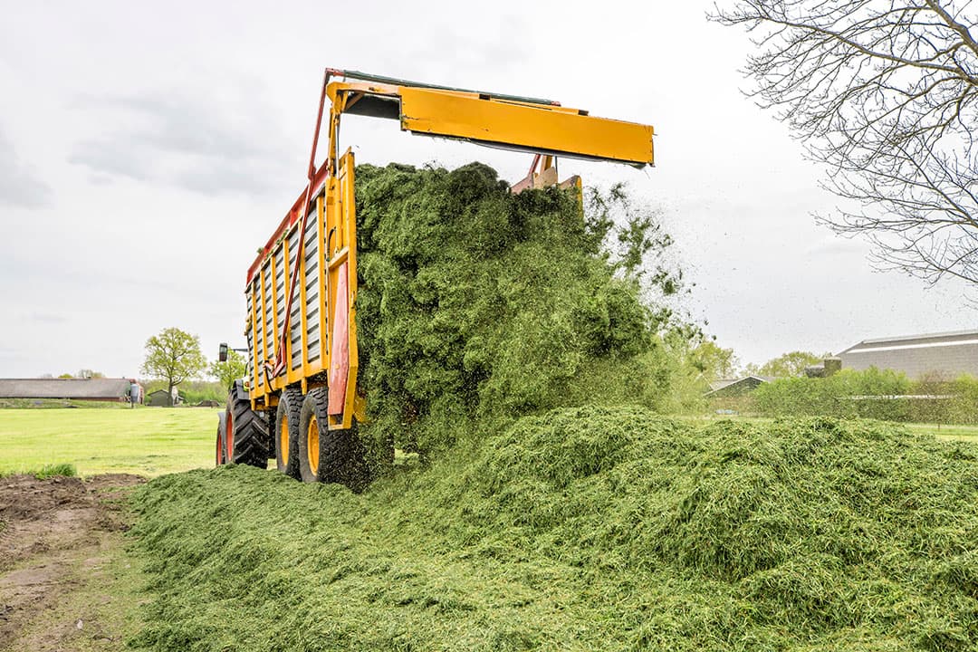 In de eerste helft van het jaar is goed gras gewonnen, zeker door degenen die er vroeg bij waren met bemesten en maaien. Veel eerste snedes zijn begin mei ingekuild en zijn goed geconserveerd. - Foto: Koos Groenewold