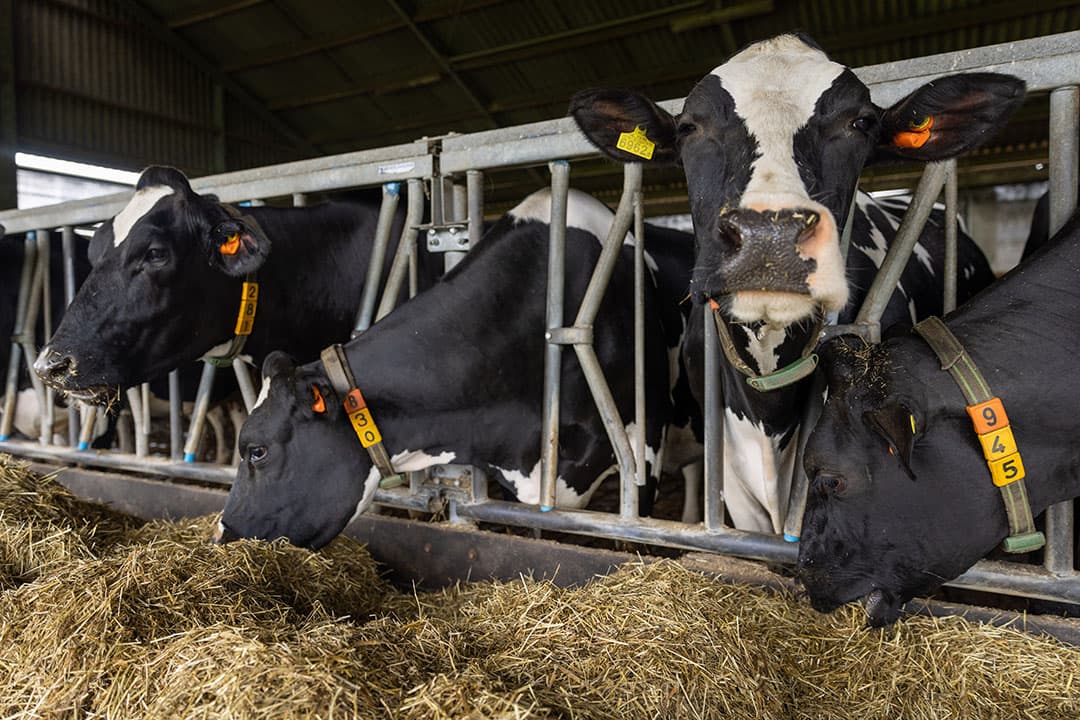 Droge koeien aan het voerhek. Een droogstandsrantsoen moet aan een paar eisen voldoen: smakelijk en constant met een matige energiedichtheid. - Foto: Koos Groenewold