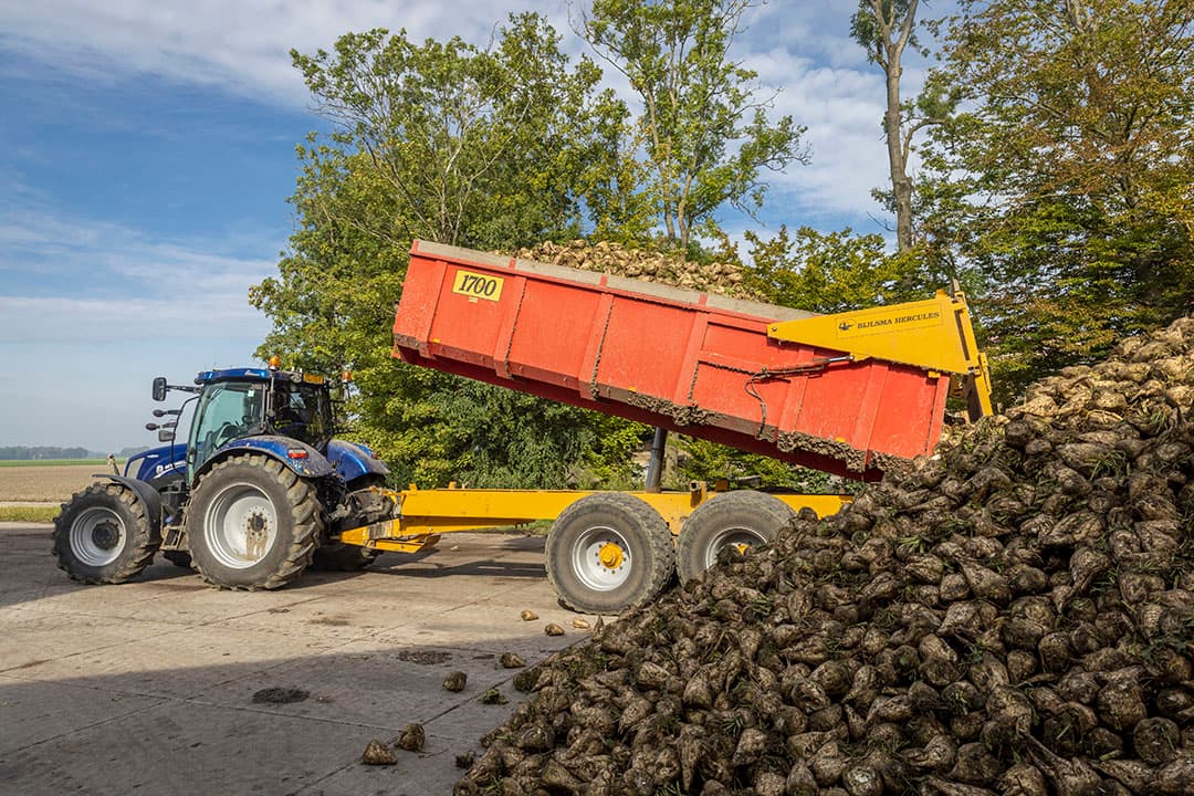 Suikerbieten worden geoogst tijdens het begin van de huidige campagne. - Foto: Koos Groenewold