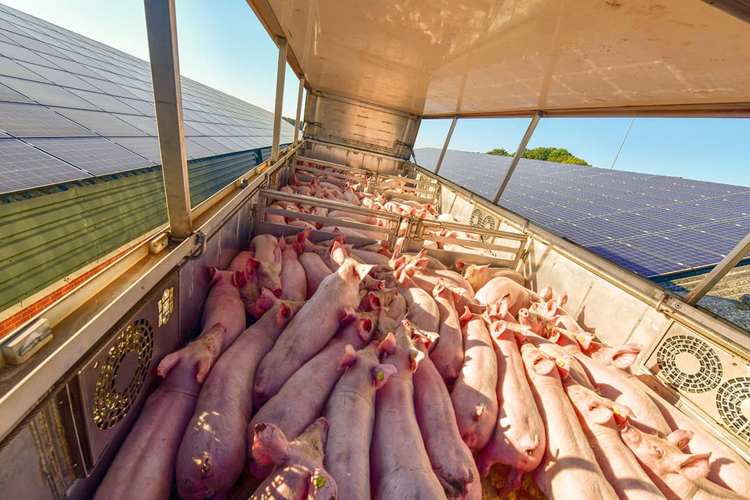 Biggentransport. Transporteurs hebben de laatste jaren flink geïnvesteerd in geconditioneerde vrachtwagens voor het vervoer van varkens, binnen Nederland en voor langere afstanden. - Foto: Dave Hendriks