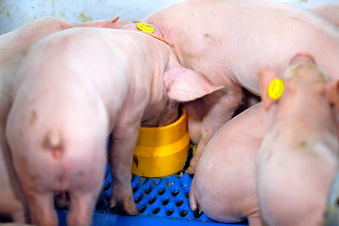 Biggen bijvoeren bij de zeug is toegestaan. Biggen voor 21 dagen van de zeug scheiden en apart opfokken niet. - Foto: Bert Jansen