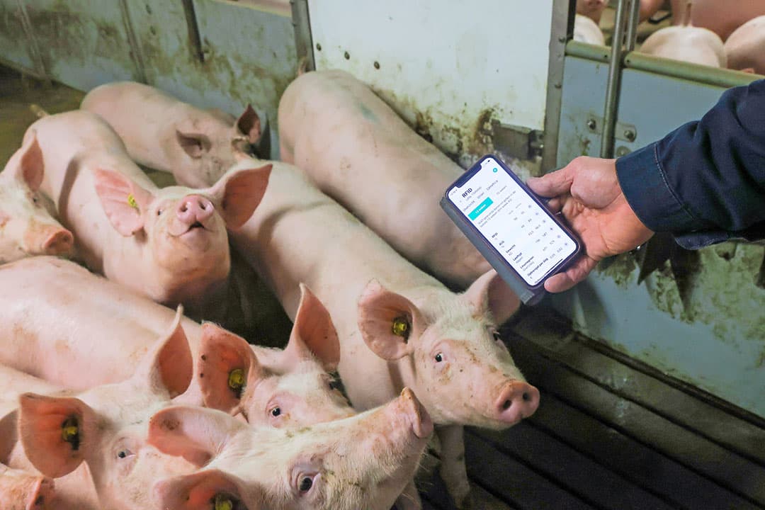 Met data kan de varkenshouderij onder andere antibioticagebruik en  CO2-footprint vastleggen voor de keten en zelf meer managementinformatie uit de keten krijgen. - Foto: Bert Jansen