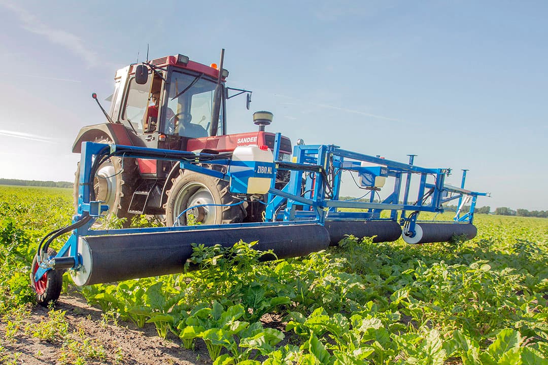 Bestrijding aardappelopslag in suikerbieten met een onkruidstrijker met glyfosaat. Foto: Koos van der Spek