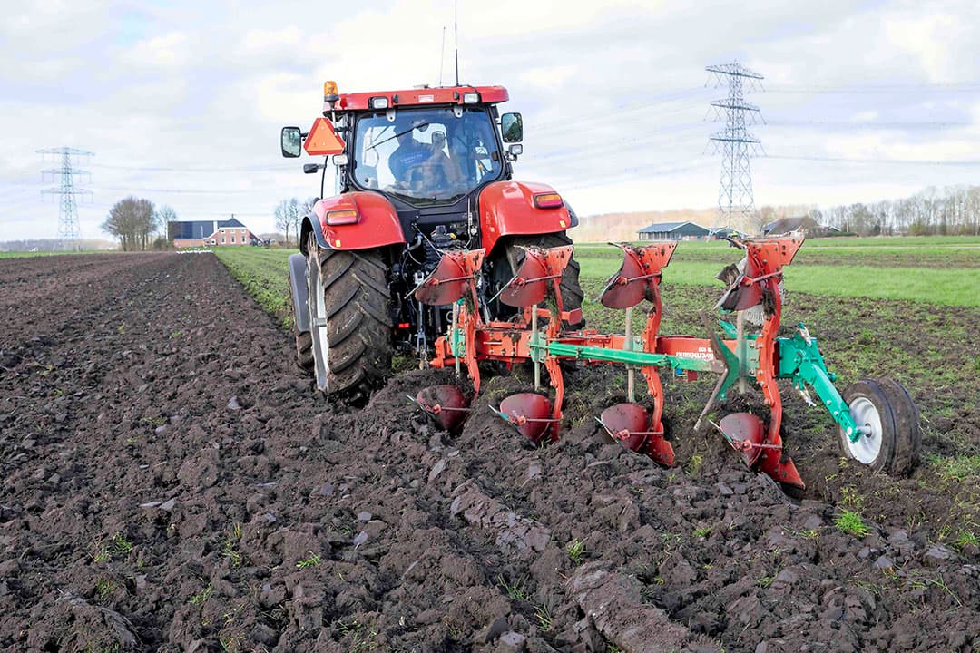 Bij scheuren van grasland komt veel stikstof vrij die moeilijker te benutten is. Na de bouwlandperiode is een gewas te telen met een hoge stikstofbehoefte, zoals aardappelen, voederbieten of mais. De stikstofbemesting is aan te passen aan de te verwachten nalevering. - Foto: Koos van der Spek
