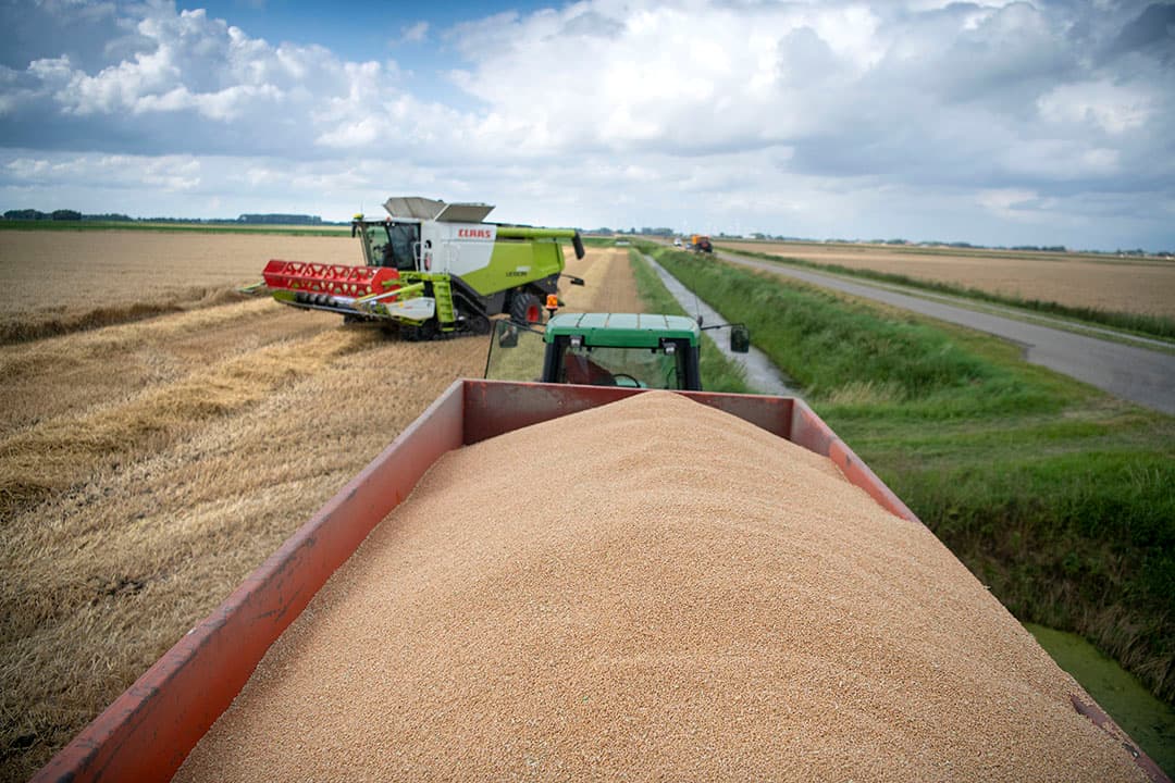 Graanoogst in Groningen. Granen geven dit seizoen hoge opbrengsten die ook voor een goede prijs verkocht kunnen worden. - Foto: Mark Pasveer