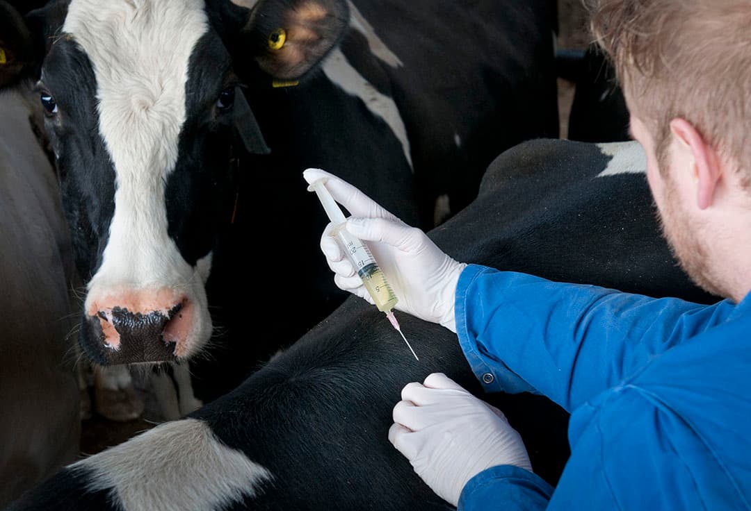 Injecteren van een koe met een pijnstiller om de pijn van mastitis te onderdrukken.  Daarnaast wordt ook veelal antibiotica ingezet. Nieuw onderzoek speurt naar alternatieven daarvoor.
