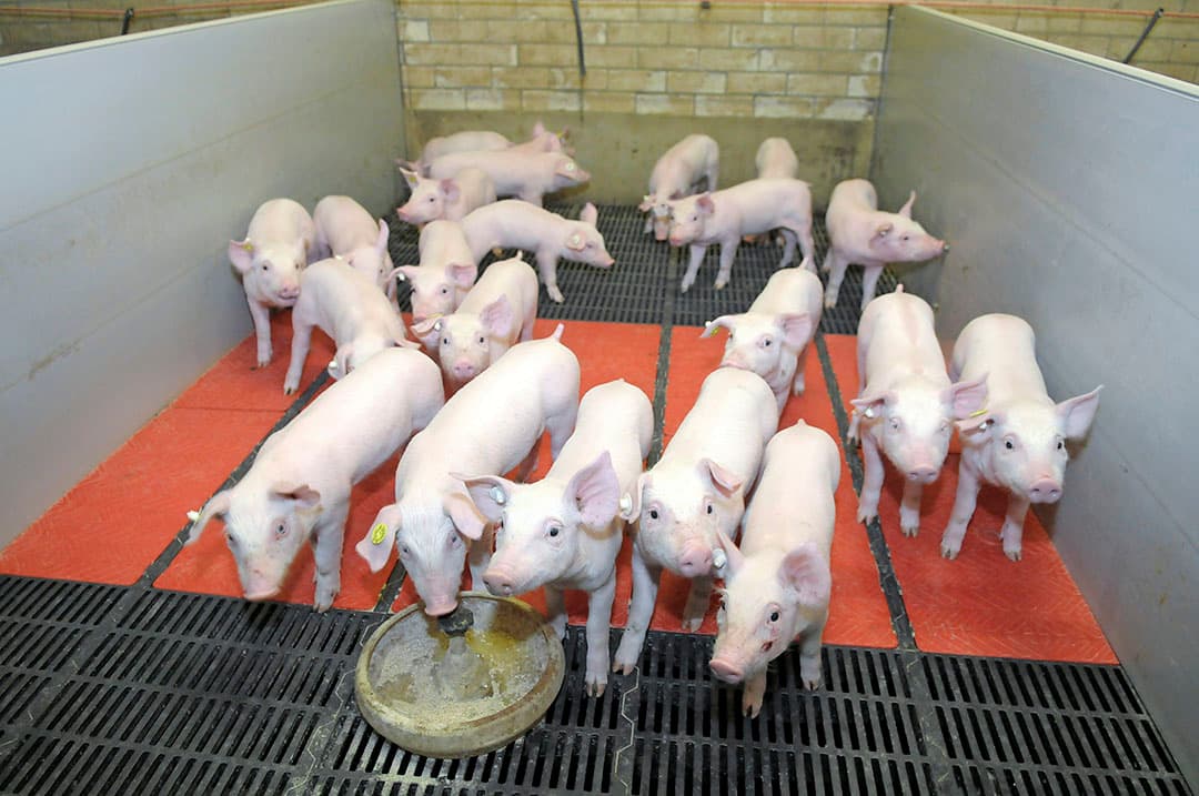 Bij gespeende biggen moet meer gekeken worden naar microklimaat naar de functiegebieden in het hok. -Foto: Penn Communicatie