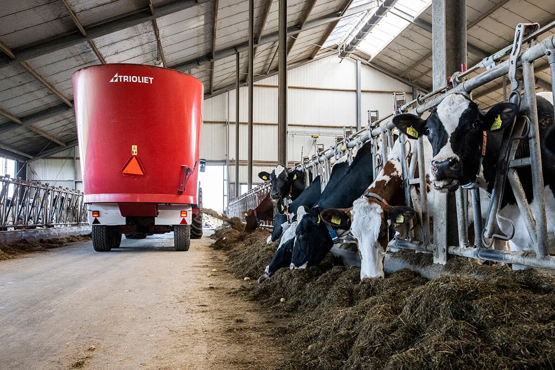 Het eiwitgehalte in melkveerantsoenen kan omlaag als veehouders pensbestendige aminozuren en voldoende penseiwit (OEB) voeren. Het laatste verhoogt de microbiële eiwitproductie in de pens. - Foto: Ruud Ploeg