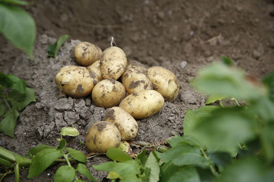 De gemiddelde opbrengst van Fontane komt in België uit op 41,4 ton per hectare, een daling van 17% Lees meer in dit artikel. Foto: Hans Prinsen