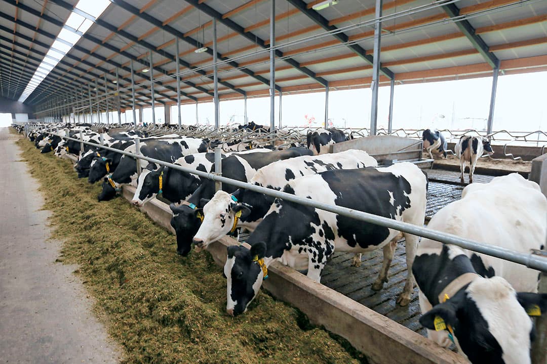 Vreba Melkvee is met in totaal meer dan 3.000 melkkoeien op diverse locaties het grootste melkveebedrijf van Nederland.  Foto: Hans Prinsen