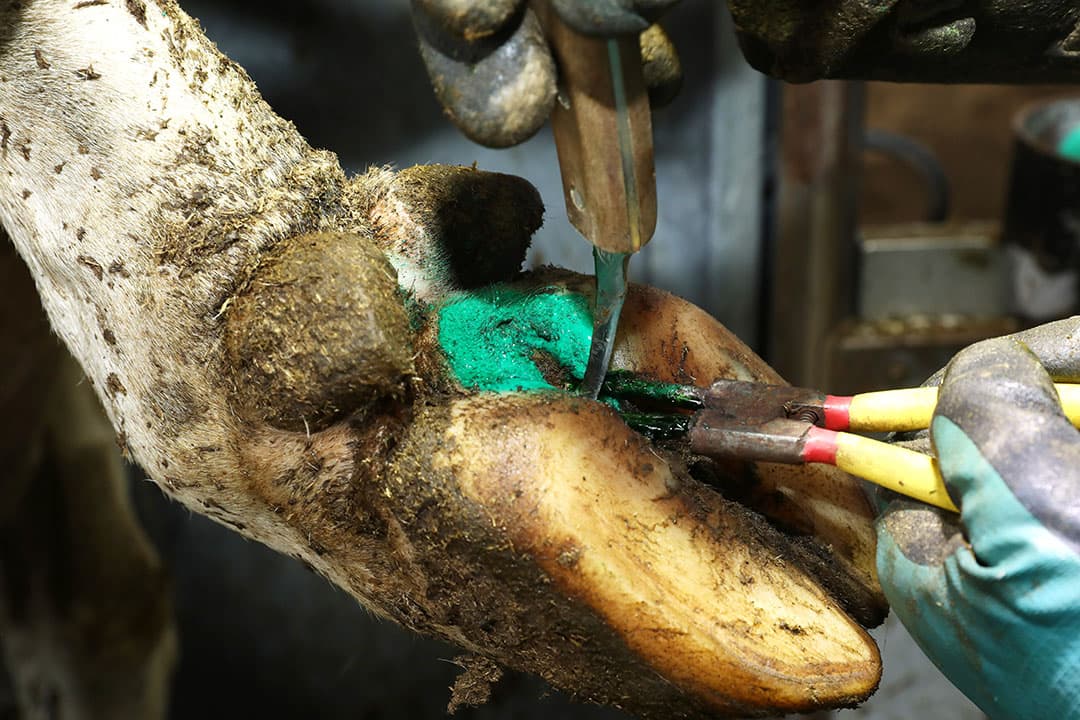 Vroegtijdig signaleren van een afwijkende locomotiescore, een zere klauw of risicofactoren levert gezondere klauwen en uiteindelijk een hoger rendement op.