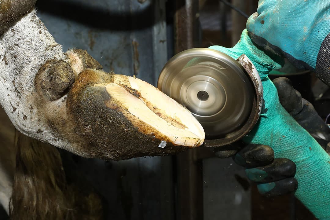 Het verzorgen van klauwen doe je idealiter acht weken voor afkalven. Om klauwaandoeningen te voorkomen is het belangrijk dat de koe rond afkalven over een stevige klauwschoen beschikt. - Foto's: Henk Riswick