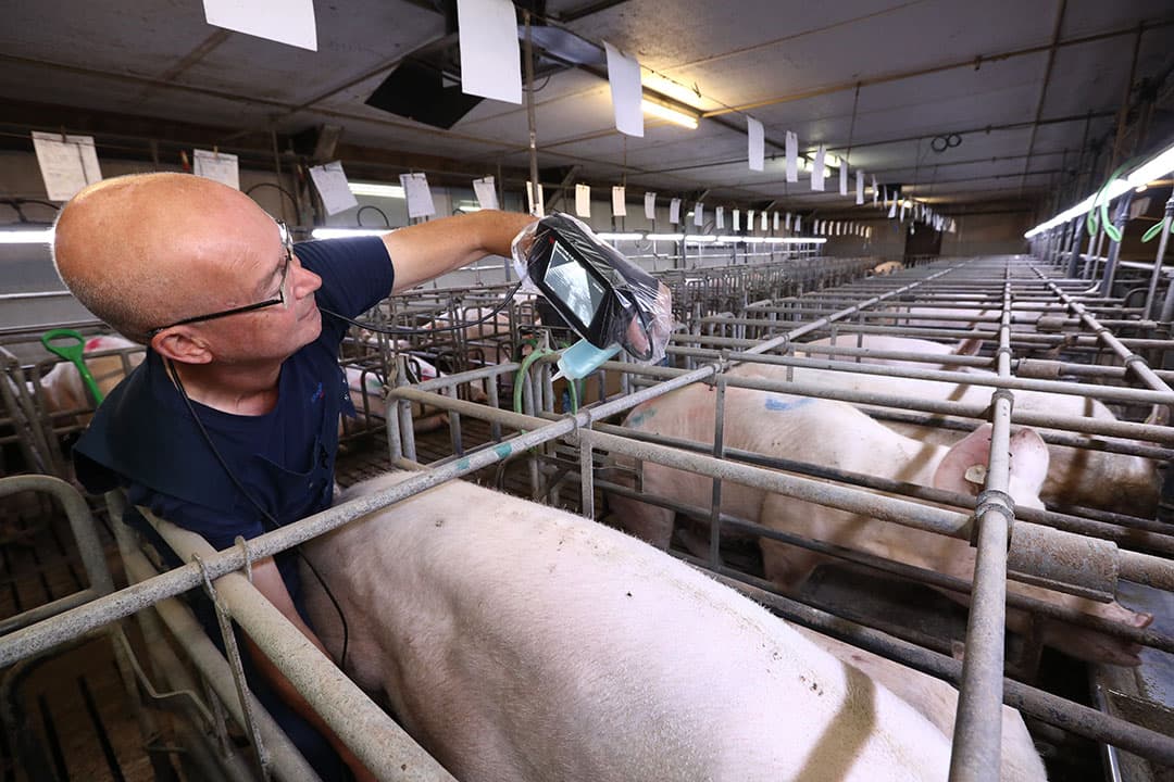 Het scannen van zeugen. Als gevolg van een najaarsdip zijn er meer zeugen die gust blijken te zijn dan in andere perioden van het jaar. Een herinseminatie kan daarna wel succesvol zijn. - Foto: Henk Riswick