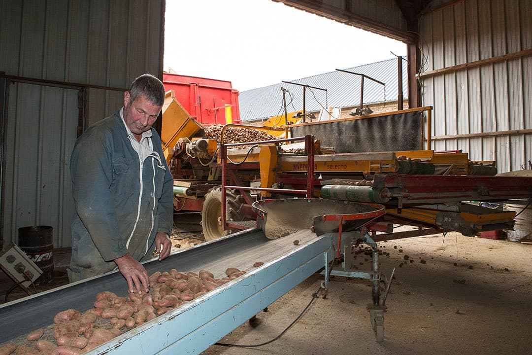 Inschuren van aardappelen. Volgens de jongste prognose komt de oogst van Franse aardappelen weer lager uit. Foto: Peter Roek
