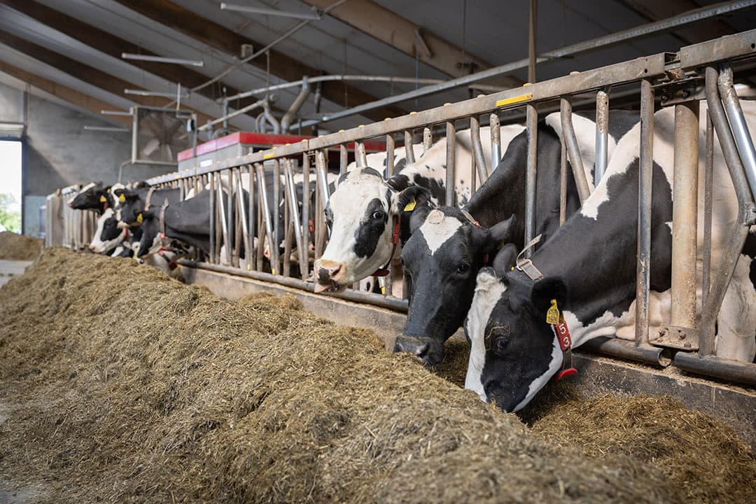 Bij verstoorde hormoonhuishouding door inwendige vervetting kan de voeropname onder druk komen te staan. - Foto: Peter Roek