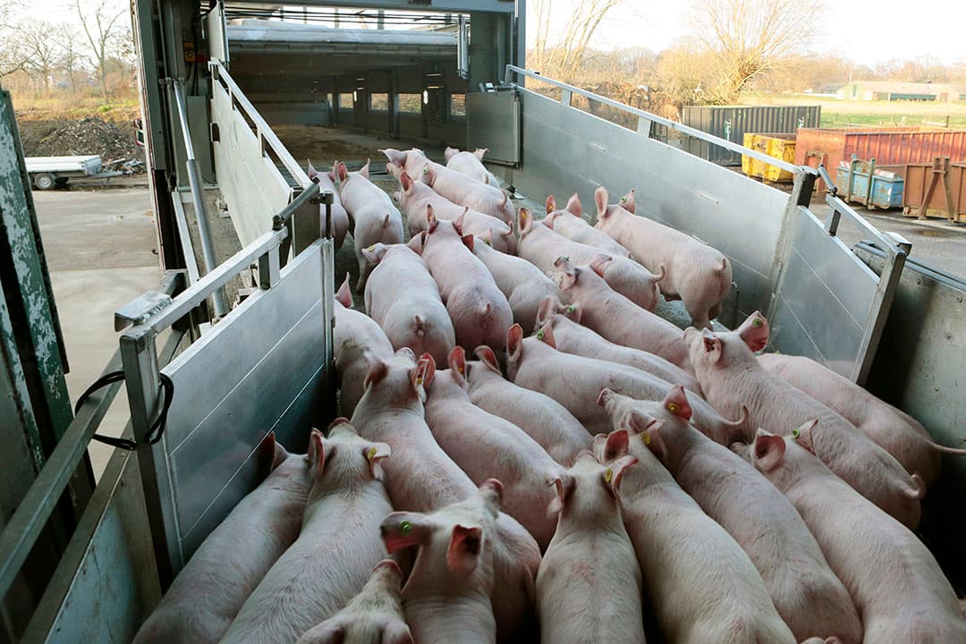 Bigen voor export naar Spanje. Dat land is na Duitsland de tweede afnemer van biggen, met 1,25 miljoen geïmporteerde biggen is er sprake van een stijging van 7,7%. - Foto: Ton Kastermans Fotografie