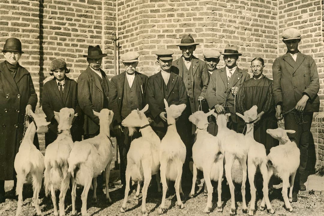 Zo zag men het graag in 1932: melktypische geiten van voldoende krachtige bouw, aldus de Nederlandse Organisatie van Geitenfokkers. Een goede geit gaf gedurende 8 tot 10 jaar ‘een flinke hoeveelheid melk met een behoorlijk vetgehalte'. - Foto: Misset