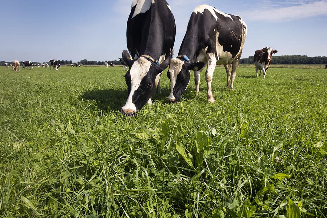 Er komt onderzoek naar gezond weiden in kruidenrijk grasland in Nederland.