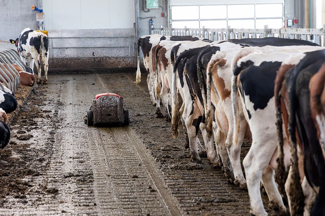 De emissiefactoren NH-3 voor een aantal stalsystemen wordt aangepast. Voor de melkveehouderij wordt nog een nieuw stalsysteem aan de Rav-lijst toegevoegd. - Foto: Herbert Wiggerman