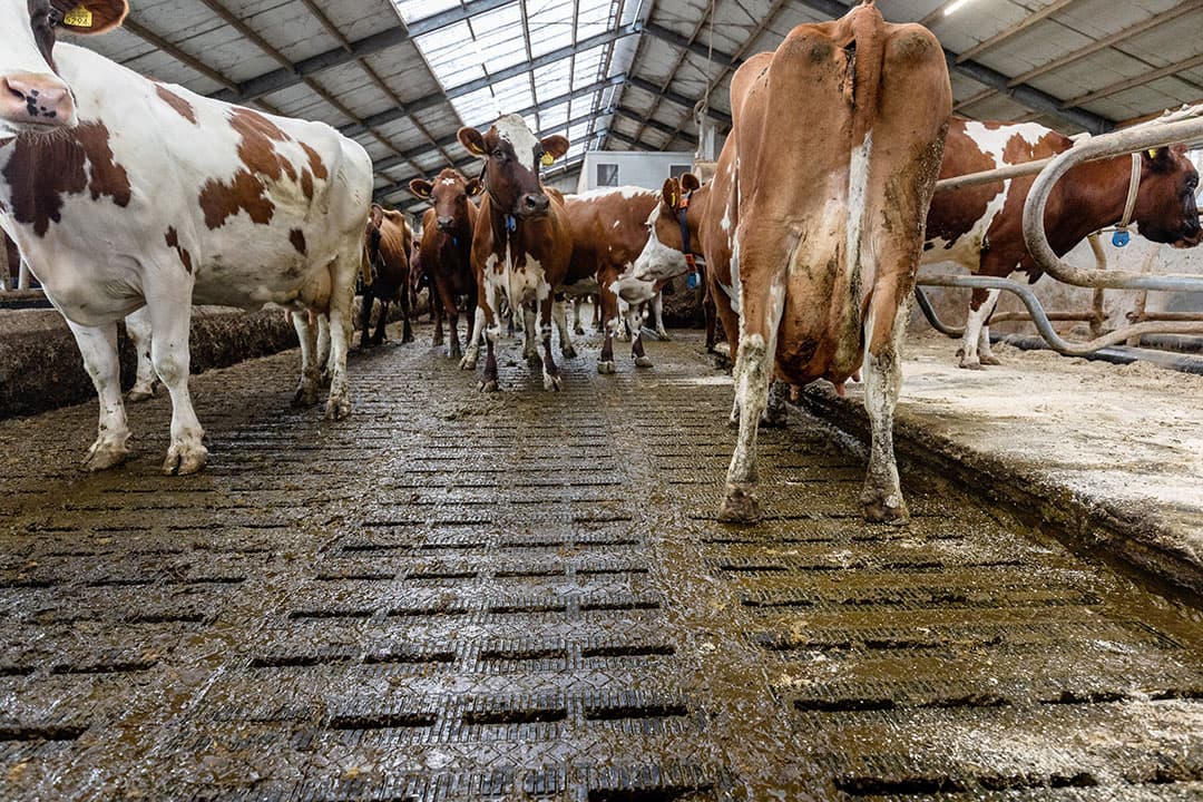 Emissie-arme stal. - Foto: Herbert Wiggerman