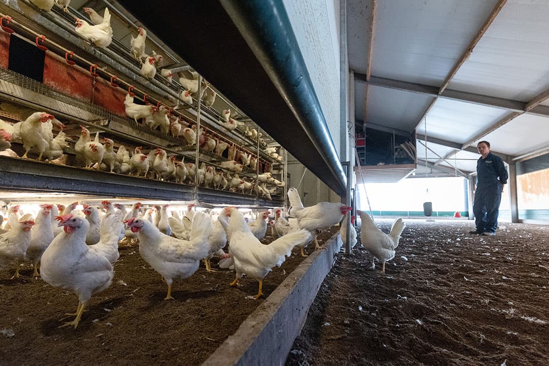 Landbouwminister Piet Adema noemt de vogelgriepsituatie in Nederland ongekend ernstig. Vaccineren tegen vogelgriep wordt onderzocht. - Foto: Herbert Wiggerman