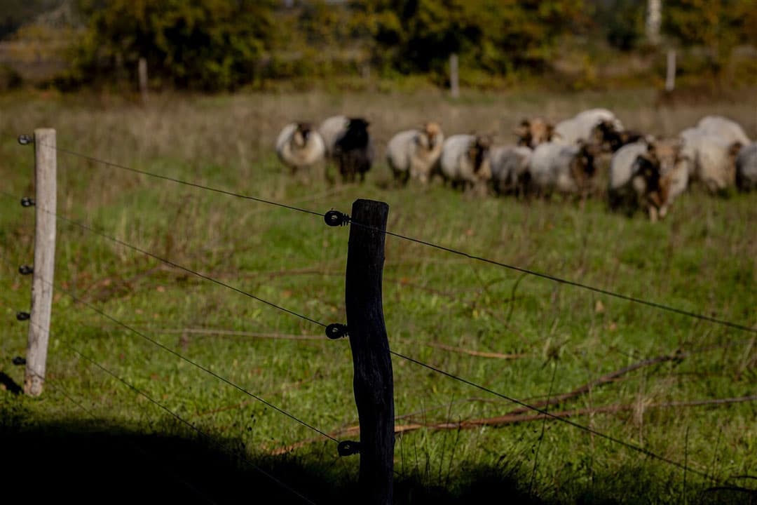 Wolfwerende afrastering bij een schapenhouder in Drenthe, geplaatst om schapen te beschermen tegen de wolf. Foto: ANP / Robin van Lonkhuijsen