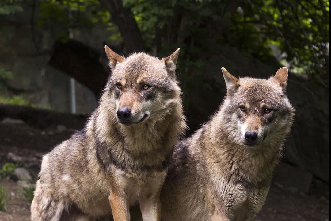 Het is ongebruikelijk dat wolven een dier van het formaat pony of koe doodbijten. - Foto: Canva