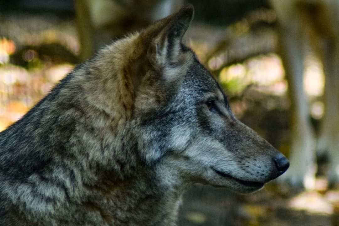 Er zijn tenminste vier roedels actief in Nederland. Daarnaast zijn minimaal 11 zwervende wolven waargenomen. - Foto: Canva