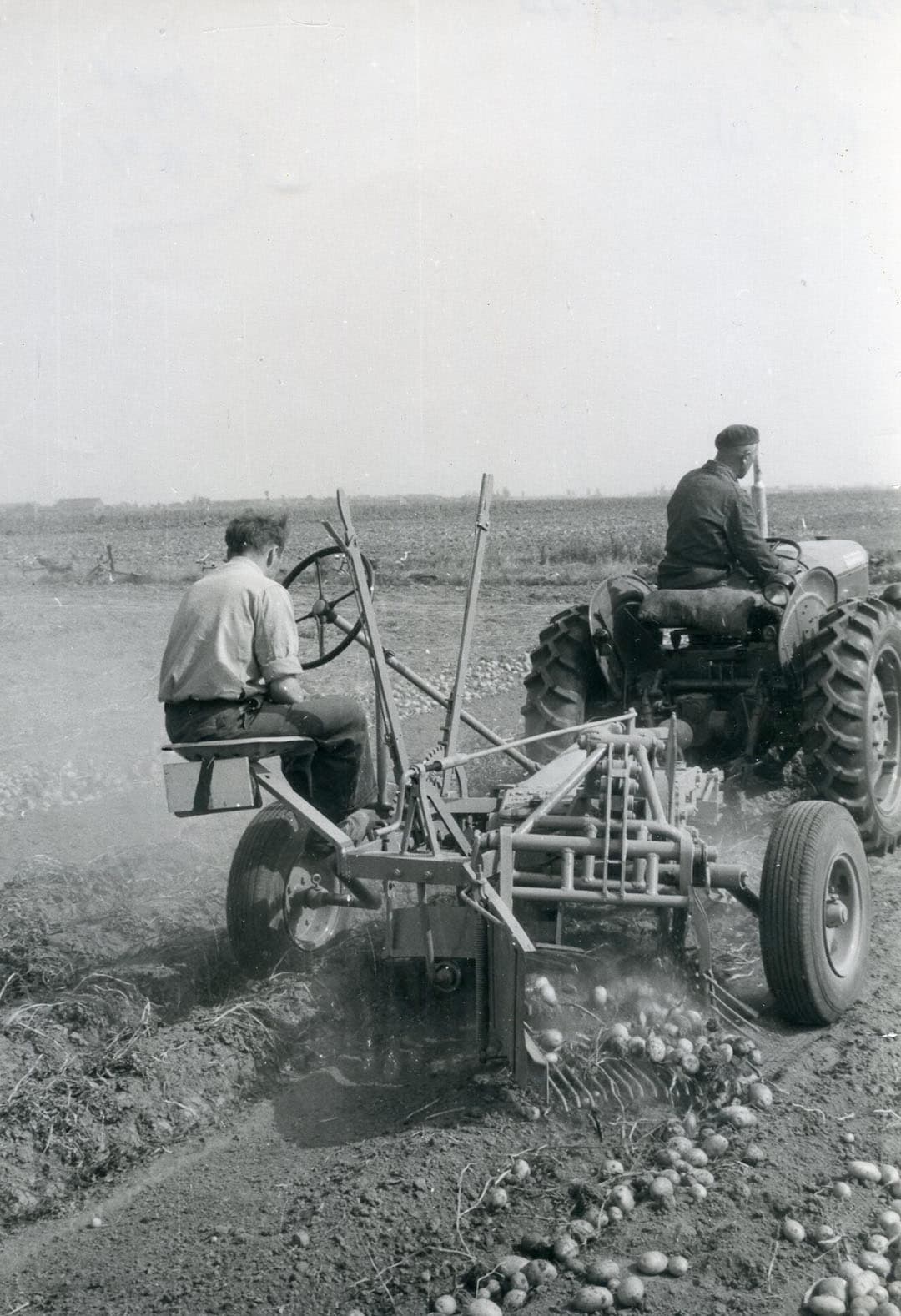 Omdat de aardappelen op een rij gelegd werden, viel deze machine onder de voorraadrooiers. Met zo’n 2 km/uur was dagelijks een hectare te rooien. Het oprapen van de piepers kostte heel wat meer tijd. Een praktijkproef uit die tijd kwam op 184 à 210 manuren per hectare. - Foto: Misset