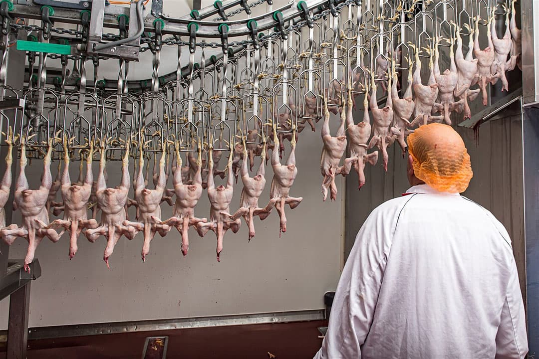 De vooruitzichten voor de wereldwijde pluimvee-industrie in het vierde kwartaal van 2022 en begin 2023 blijven sterk, schrijft de bank. - Foto: ANP