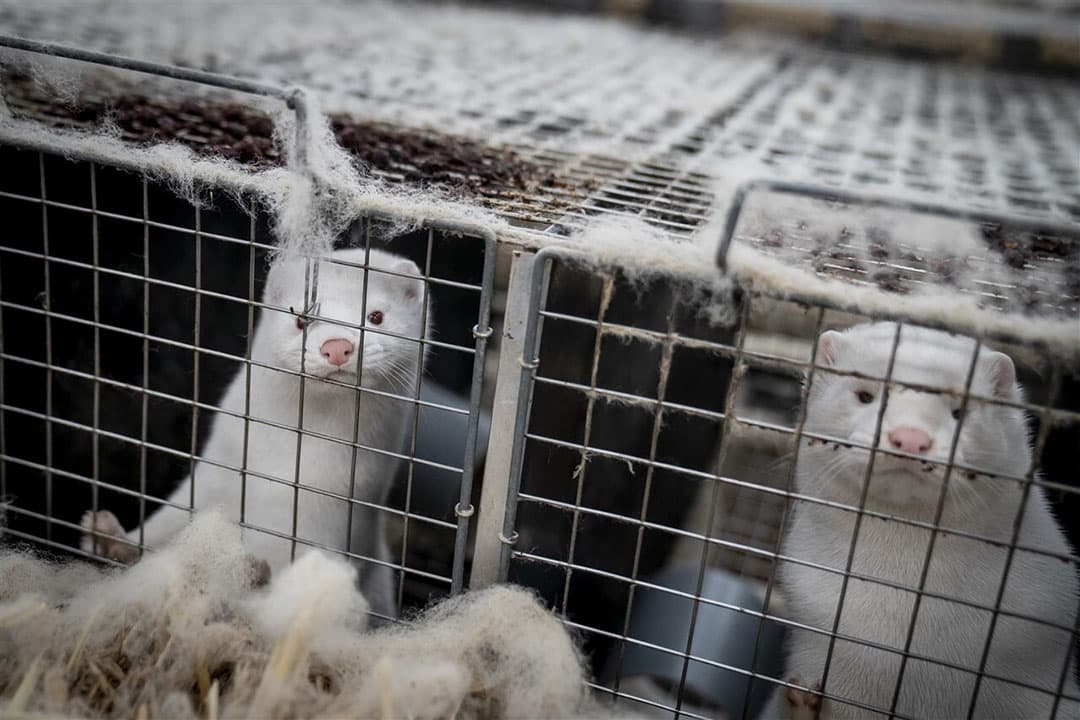 Nertsen op een Deense fokkerij in Naestved, voor het verbod op het fokken van nertsen in het land. - Foto: ANP