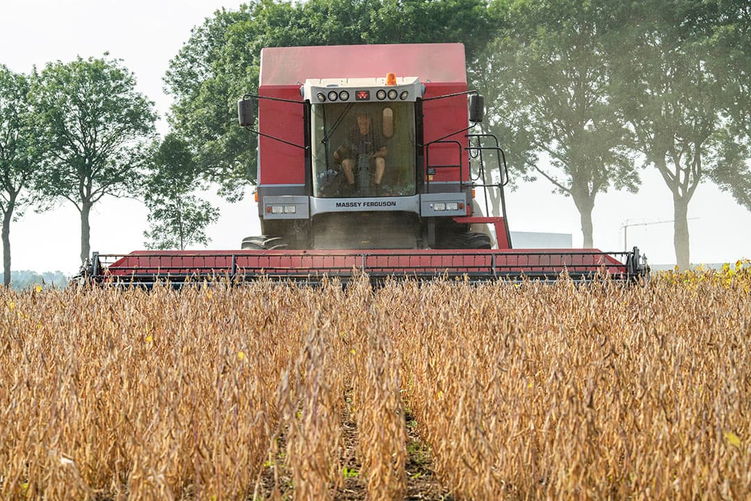 Oogst van Nederlandse sojabonen. Foto: Cor Salverius