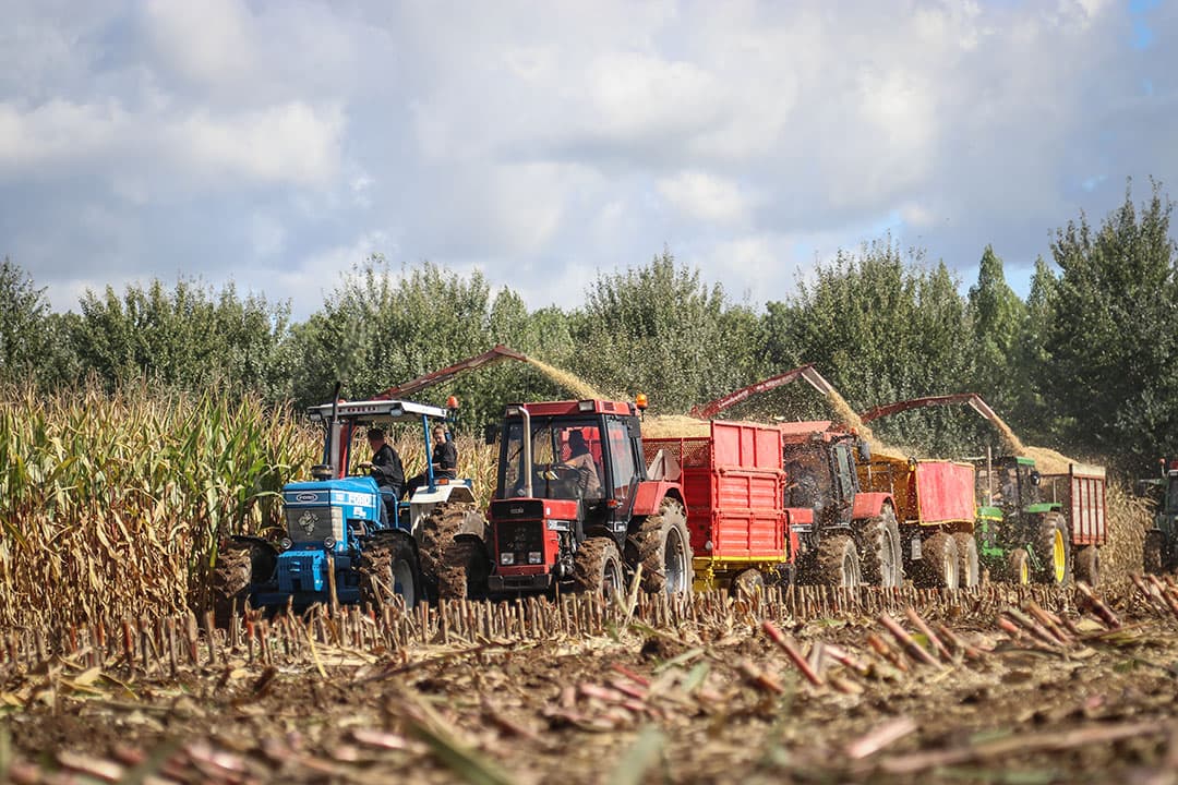 De hobby-mannen van loonbedrijf 'de stijve nek' rijden met trekkers met een dumper, kippers met houten schotten, een stokoude klapkar of juist een strak gerestaureerde Schuitemaker-silagewagen mais naar de kuil. - Foto's: Matthijs Verhagen