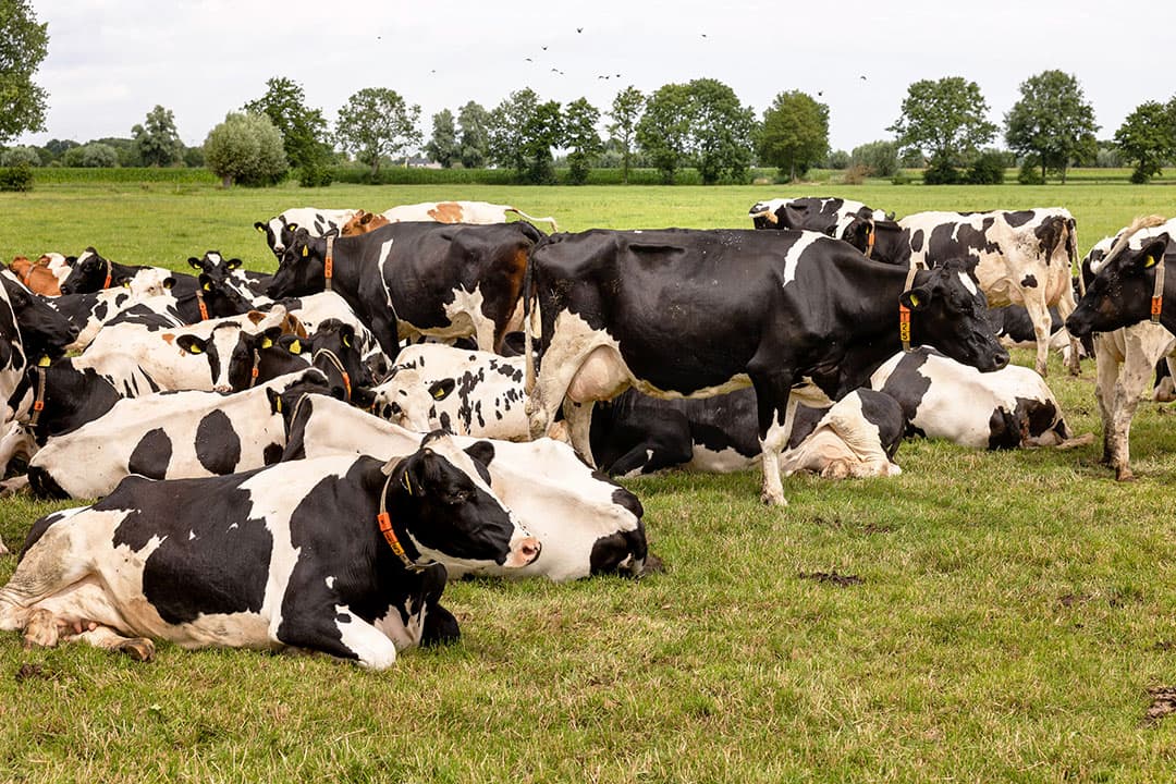 Pieter ter Veer mag dan al jaren geen koeien meer melken, de liefde voor de melkveehouderij is er nog steeds. D66 zou moeten luisteren naar de problemen waar boeren mee zitten, vindt hij. Foto: Herbert Wiggerman